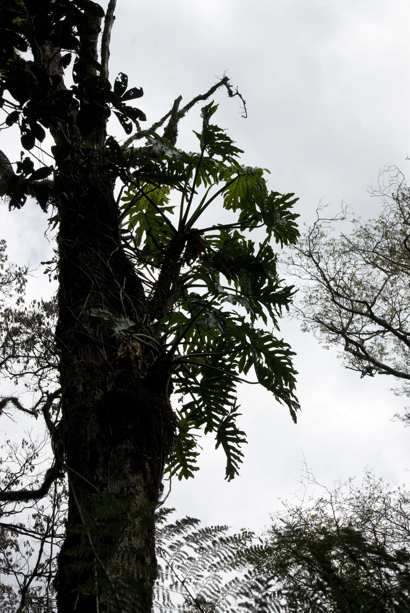 Image of Thaumatophyllum bipinnatifidum (Schott ex Endl.) Sakur., Calazans & Mayo