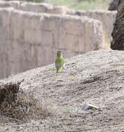 Image of Levaillant's Green Woodpecker