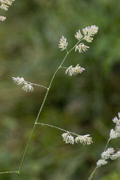 Image of Cocksfoot or Orchard Grass