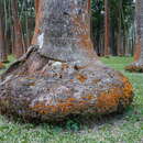 Image of Barbel palm