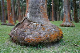 Acanthophoenix rubra (Bory) H. Wendl. resmi