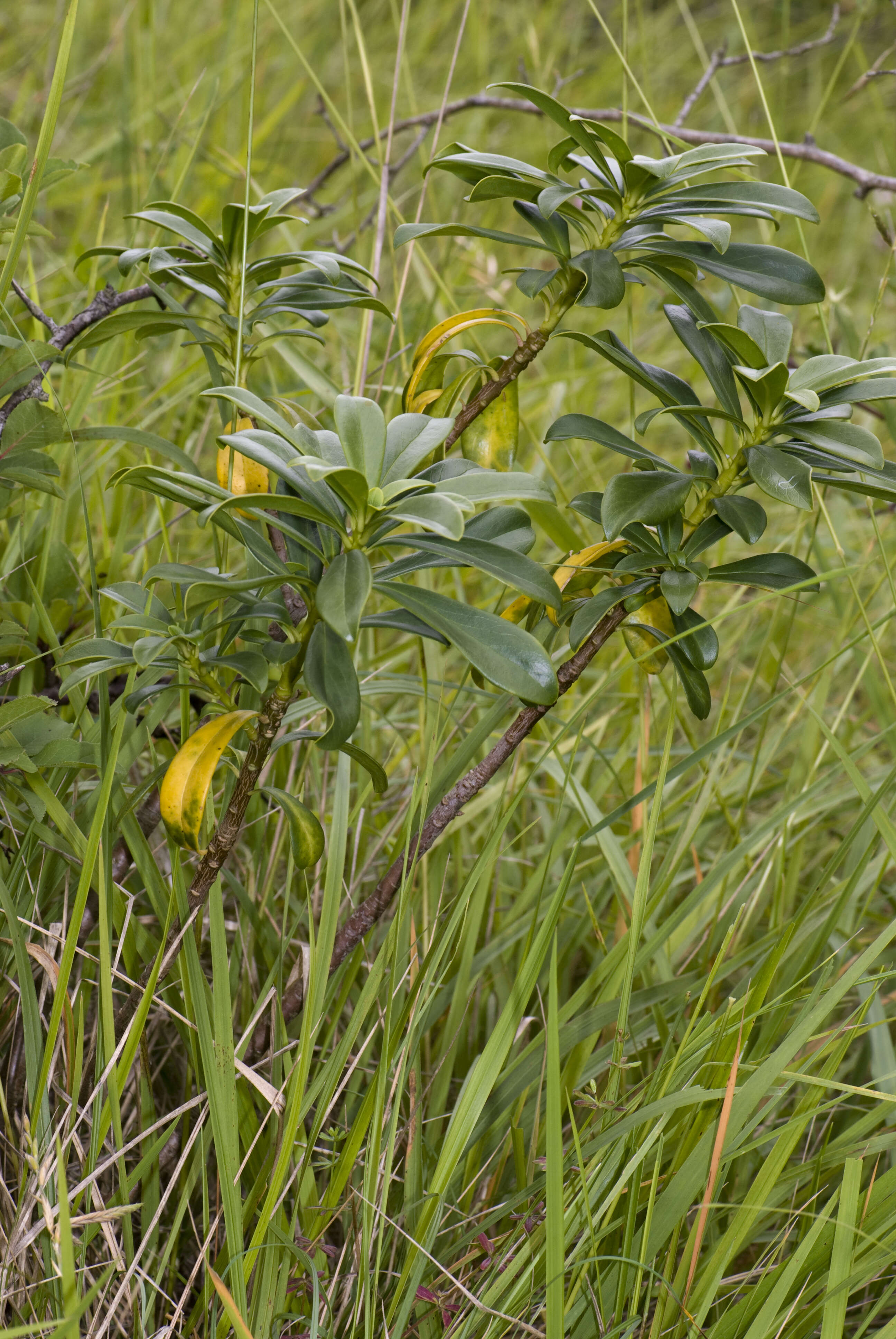 Imagem de Daphne laureola L.