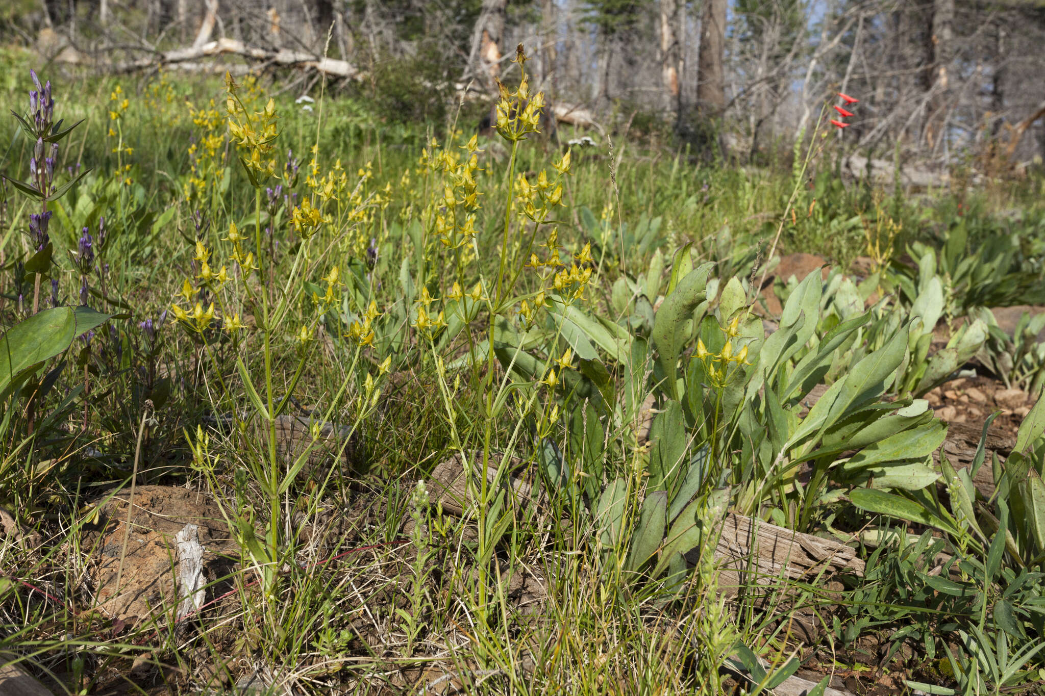 Image of Mt. Graham Spurred-Gentian