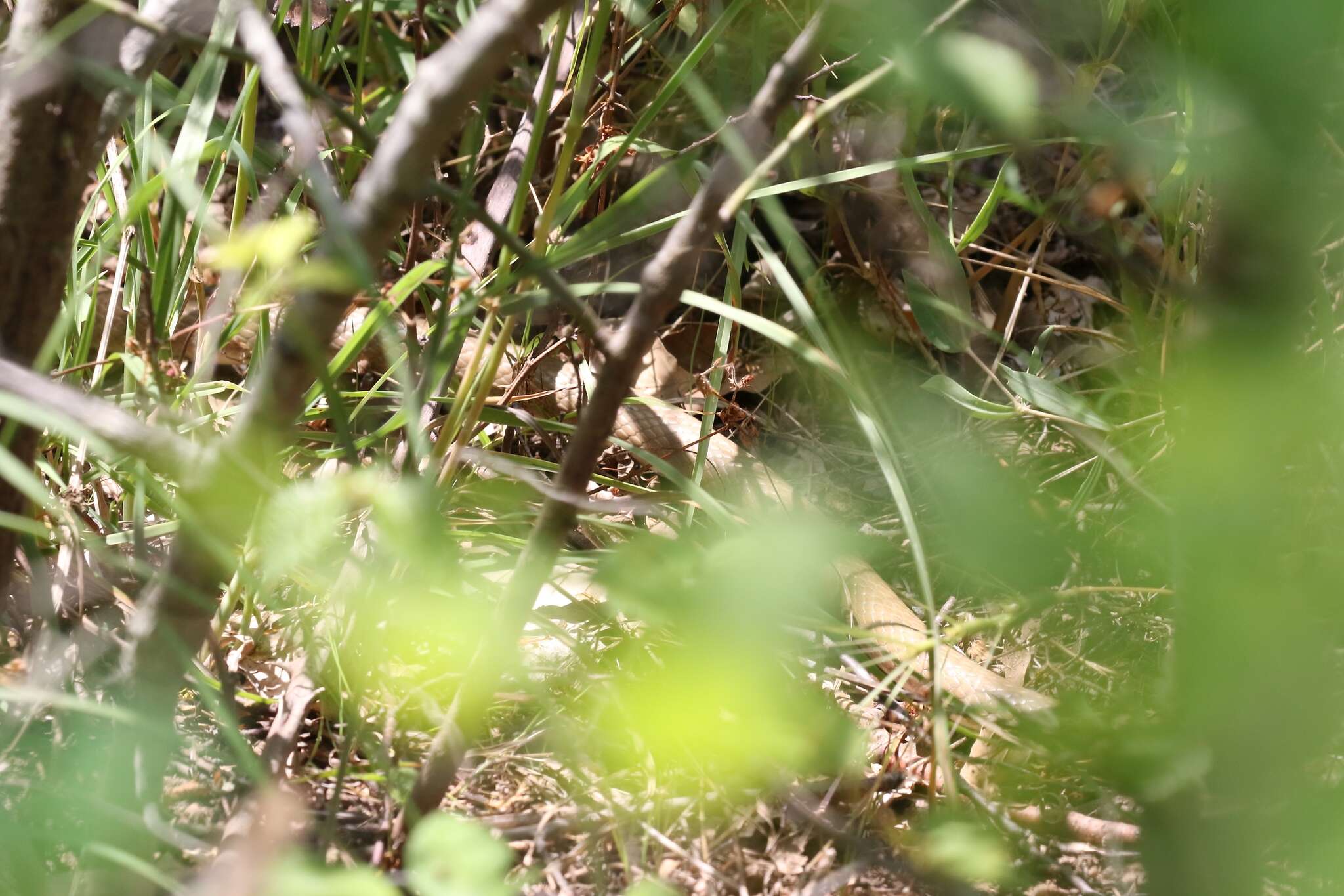 Image of Dahl's Whip Snake