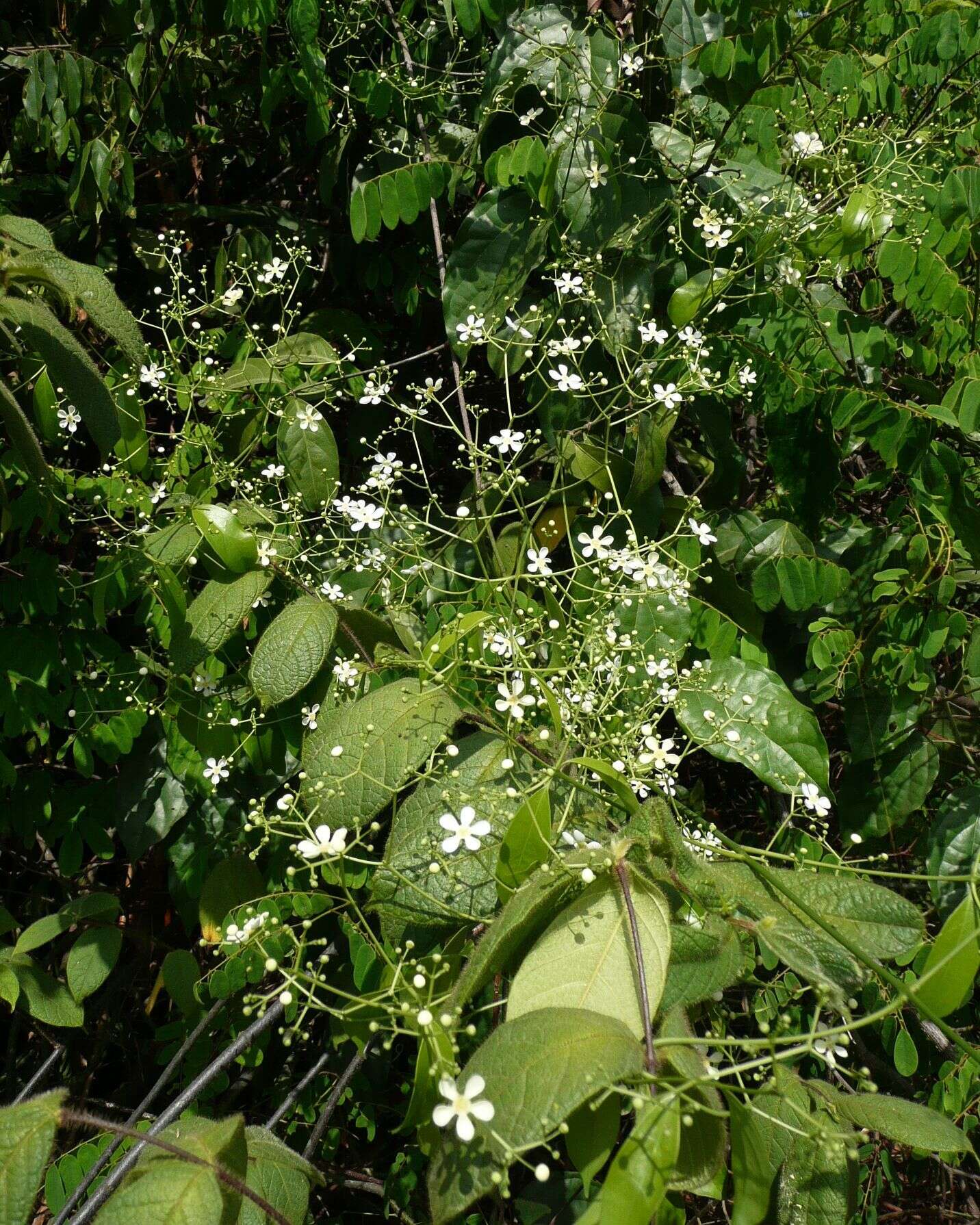 Imagem de Cuervea macrophylla (Vahl) Wilczek