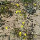 Image of golden linanthus