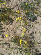 Image of golden linanthus