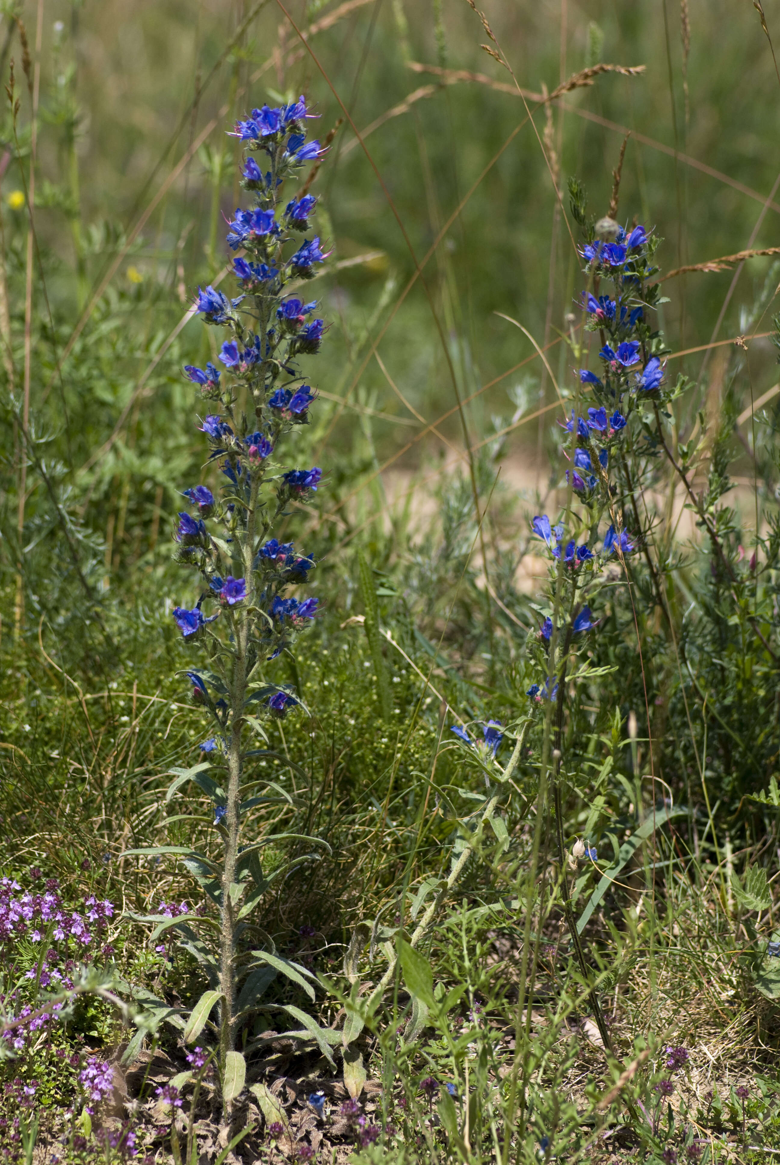 Imagem de Echium vulgare L.