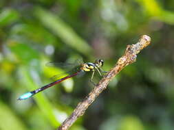 Image of Rhinagrion borneense (Selys 1886)