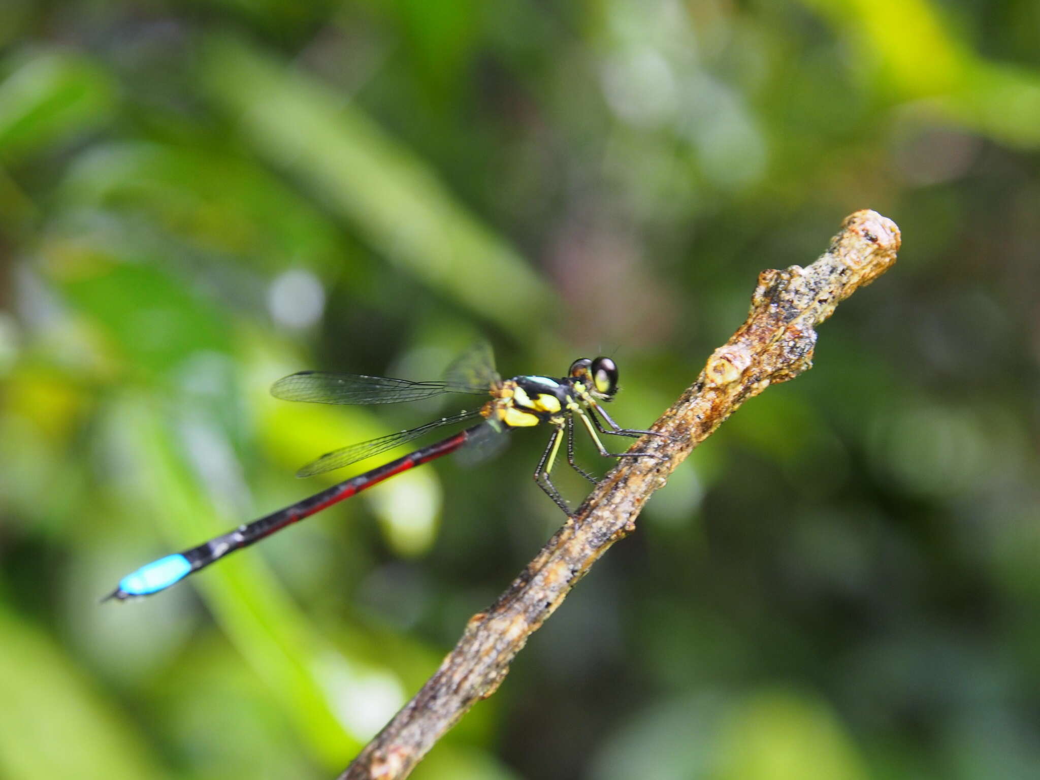 Image de Rhinagrion borneense (Selys 1886)