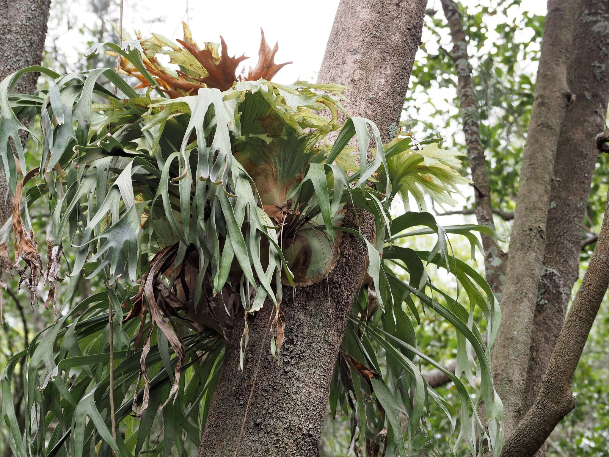 Image of staghorn fern