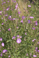 Слика од Epilobium hirsutum L.