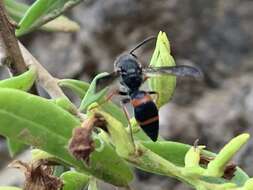 Ancistrocerus atlanticus lindbergi Giordani Soika 1966的圖片