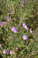 Image of Great Willowherb