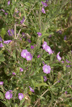 Image of Great Willowherb