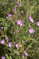 Слика од Epilobium hirsutum L.