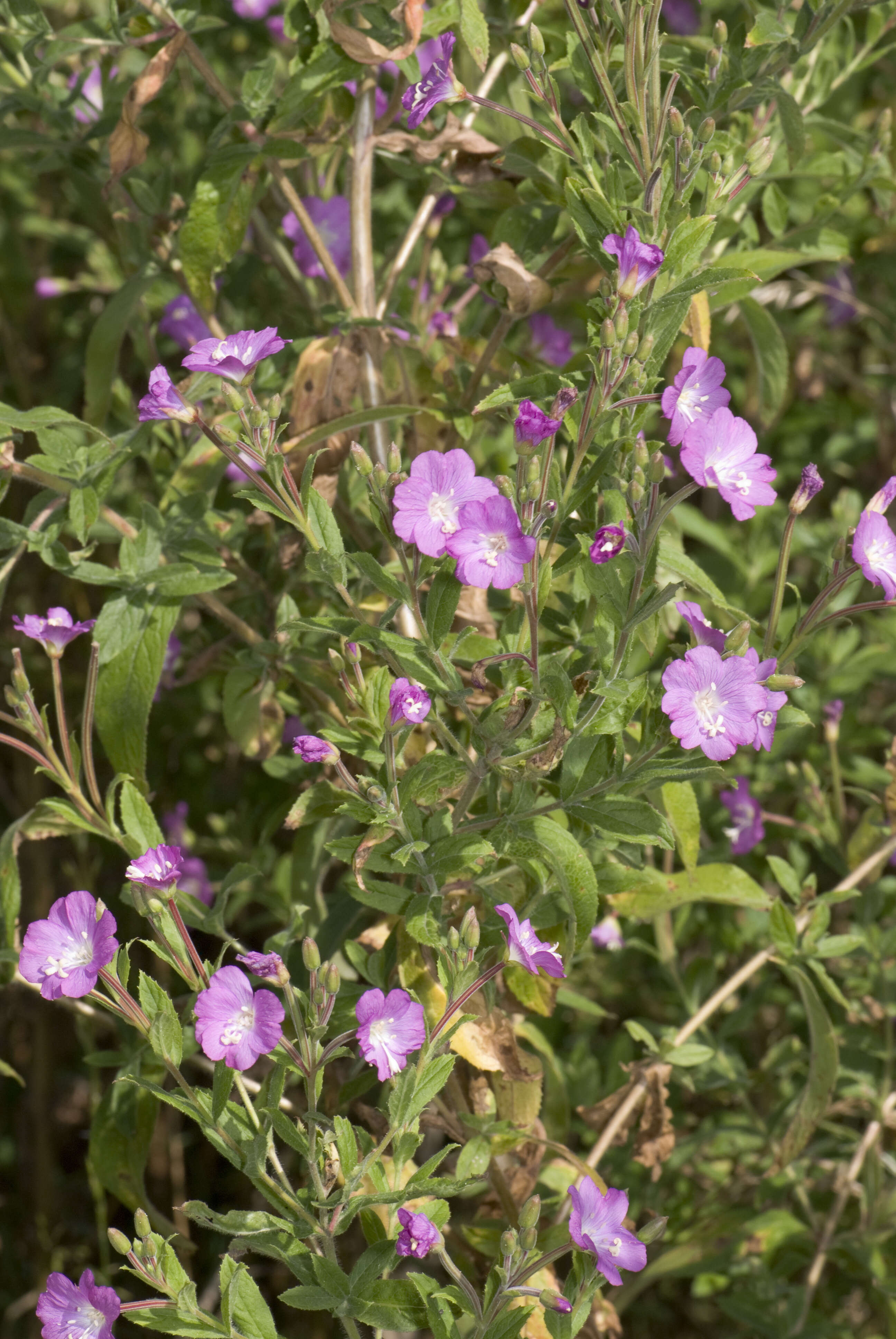 Слика од Epilobium hirsutum L.