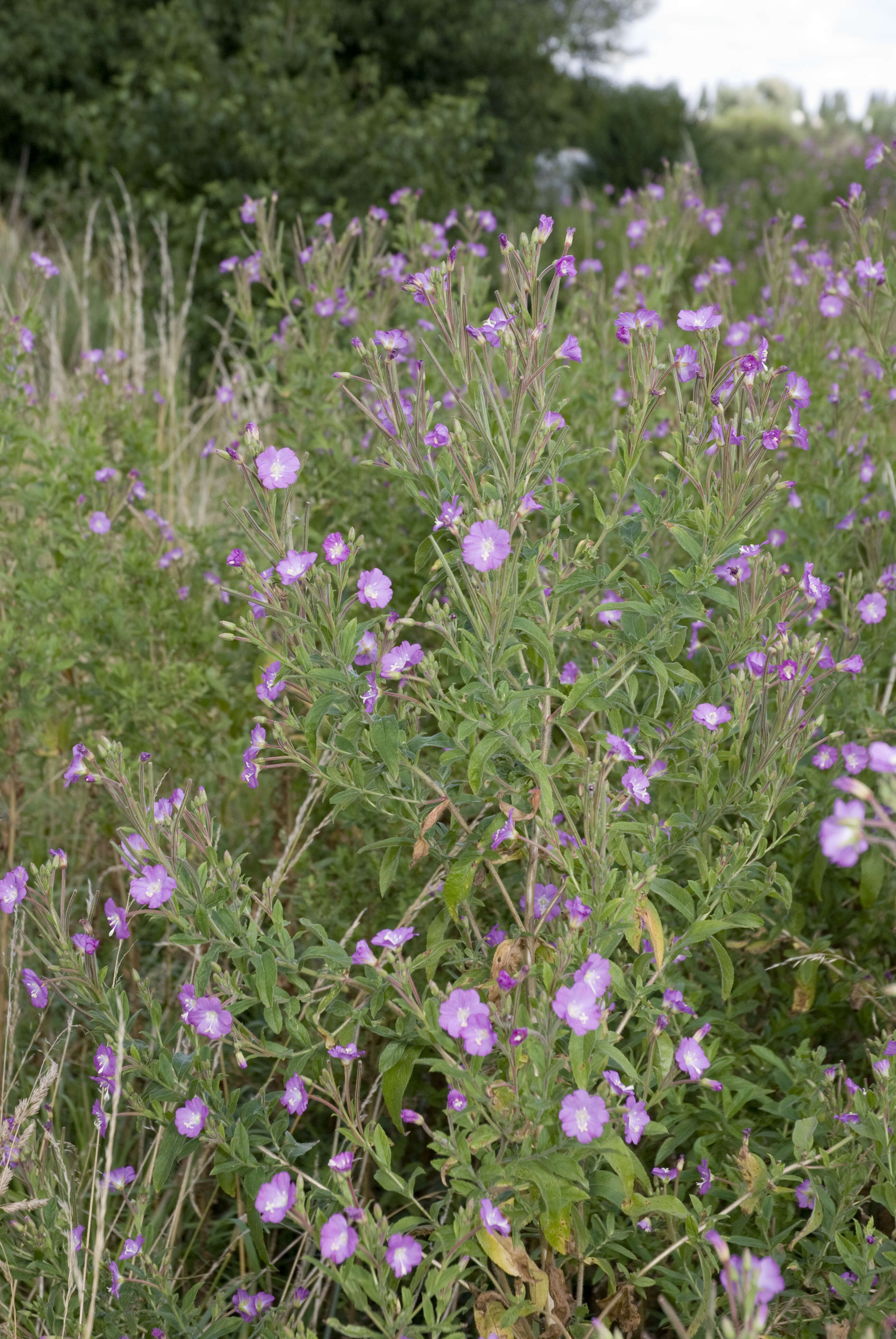 Image of Great Willowherb