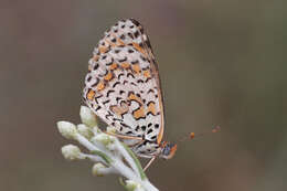 Image de Melitaea persea Kollar 1850