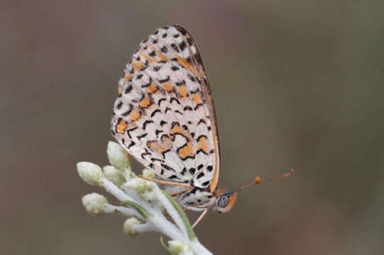 Image of Melitaea persea Kollar 1850