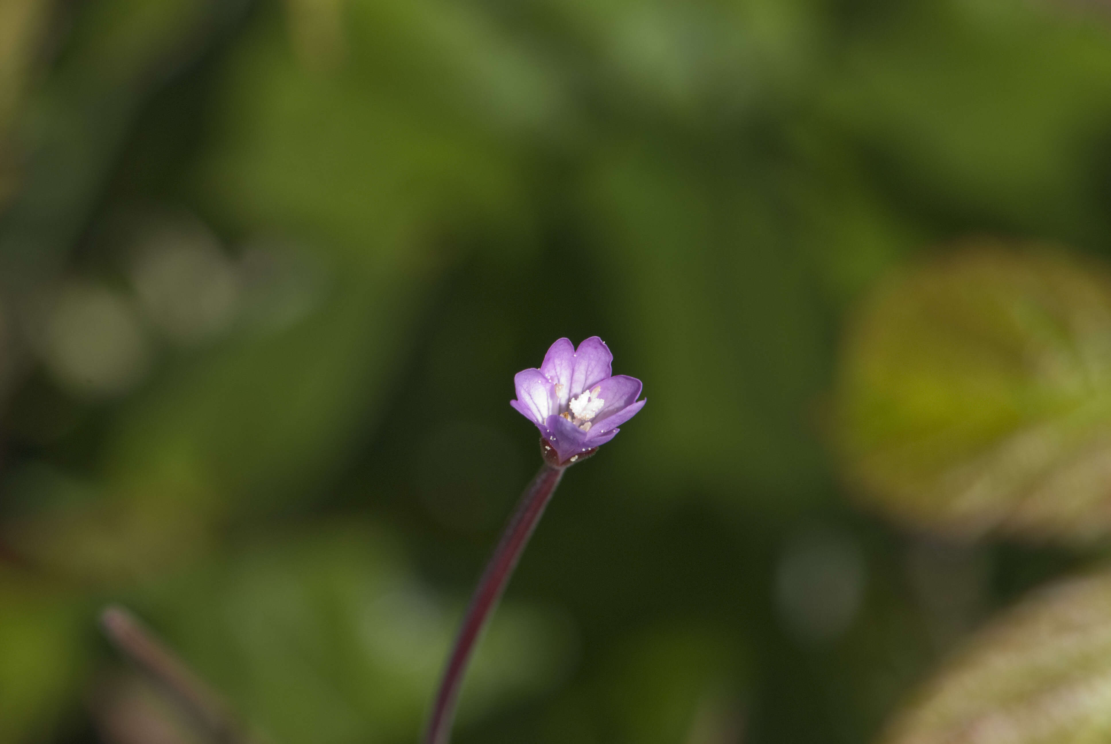 Epilobium montanum L. resmi