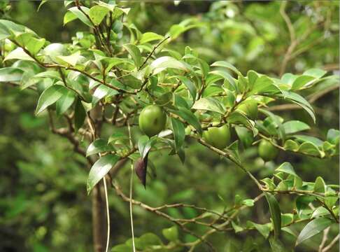 Слика од Diospyros vaccinioides Lindl.