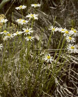 Image of rhizome fleabane