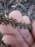 Image of Cyanothamnus rigens