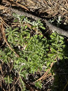 Imagem de Antennaria marginata Greene