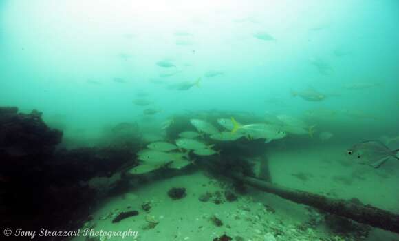 Image of Yellowtail horse mackerel