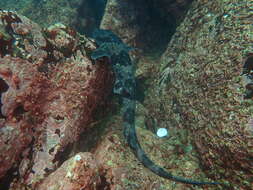 Image of Chilean Catshark