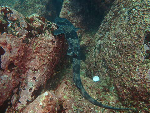 Image de Holbiche à taches rouges