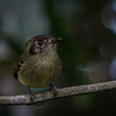 Image de Leptopogon amaurocephalus amaurocephalus Cabanis 1846