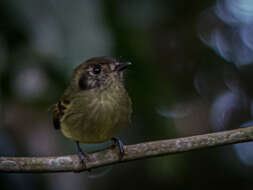 Leptopogon amaurocephalus amaurocephalus Cabanis 1846 resmi