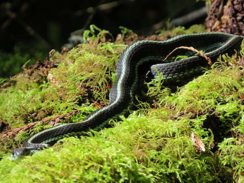 Image de Thamnophis sirtalis pickeringii (Baird & Girard 1853)