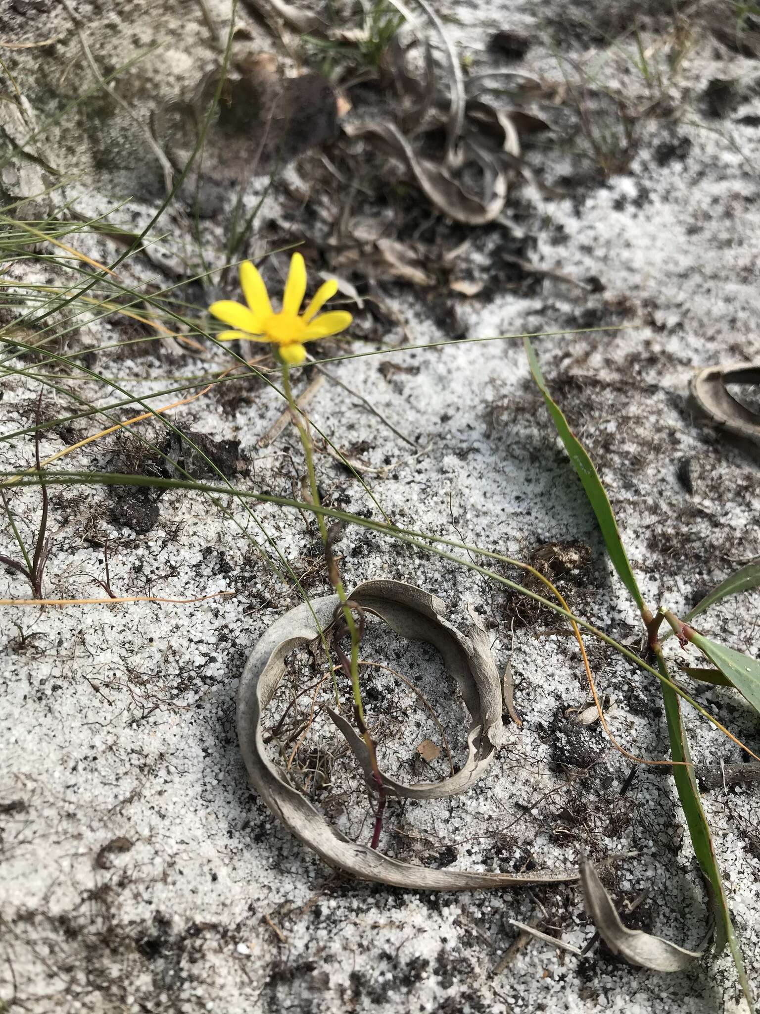 Image of Senecio abruptus Thunb.