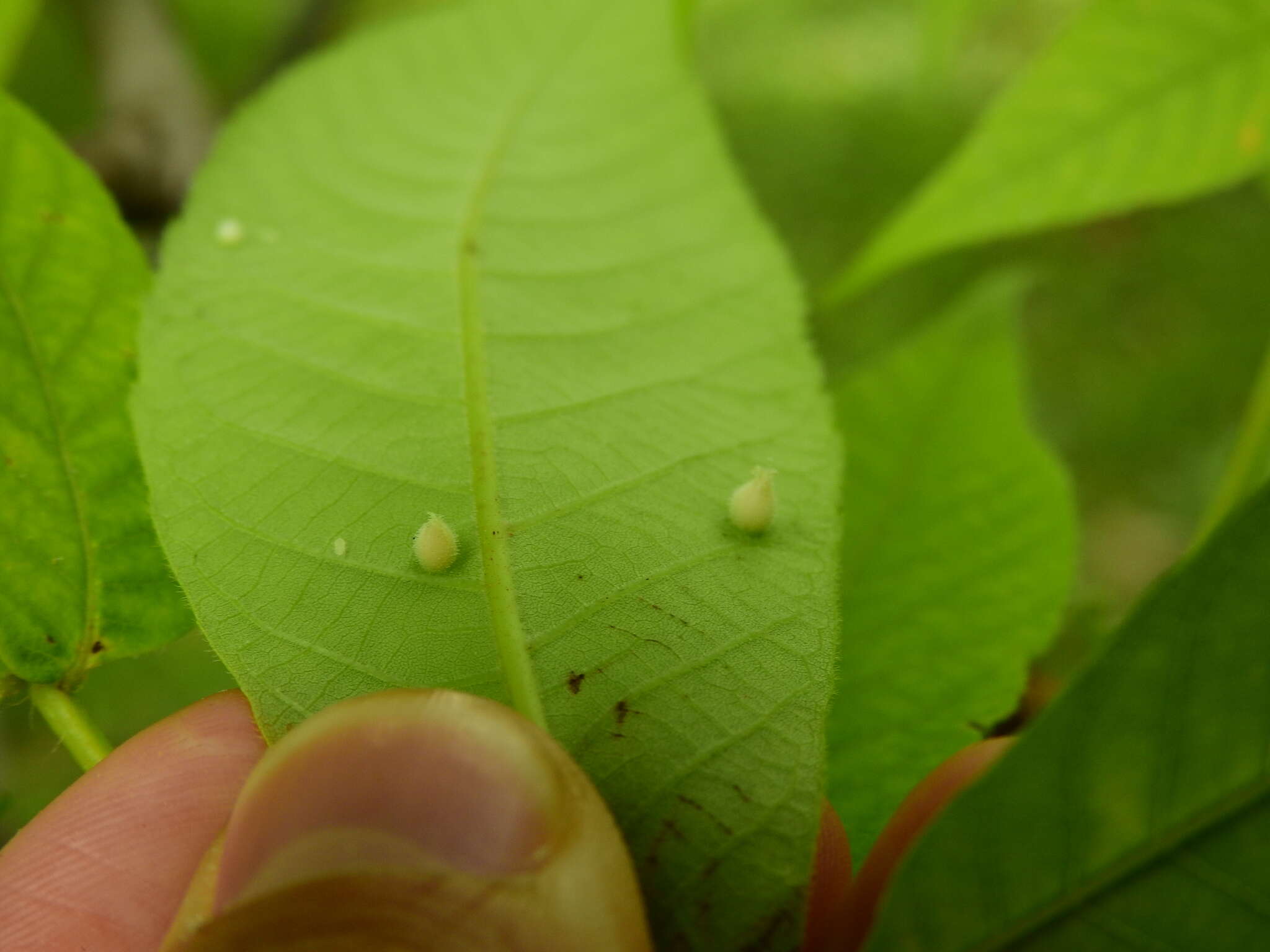 Phylloxera caryaegummosa Riley & C. V. 1874的圖片