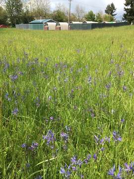 Image de Camassia quamash subsp. maxima Gould