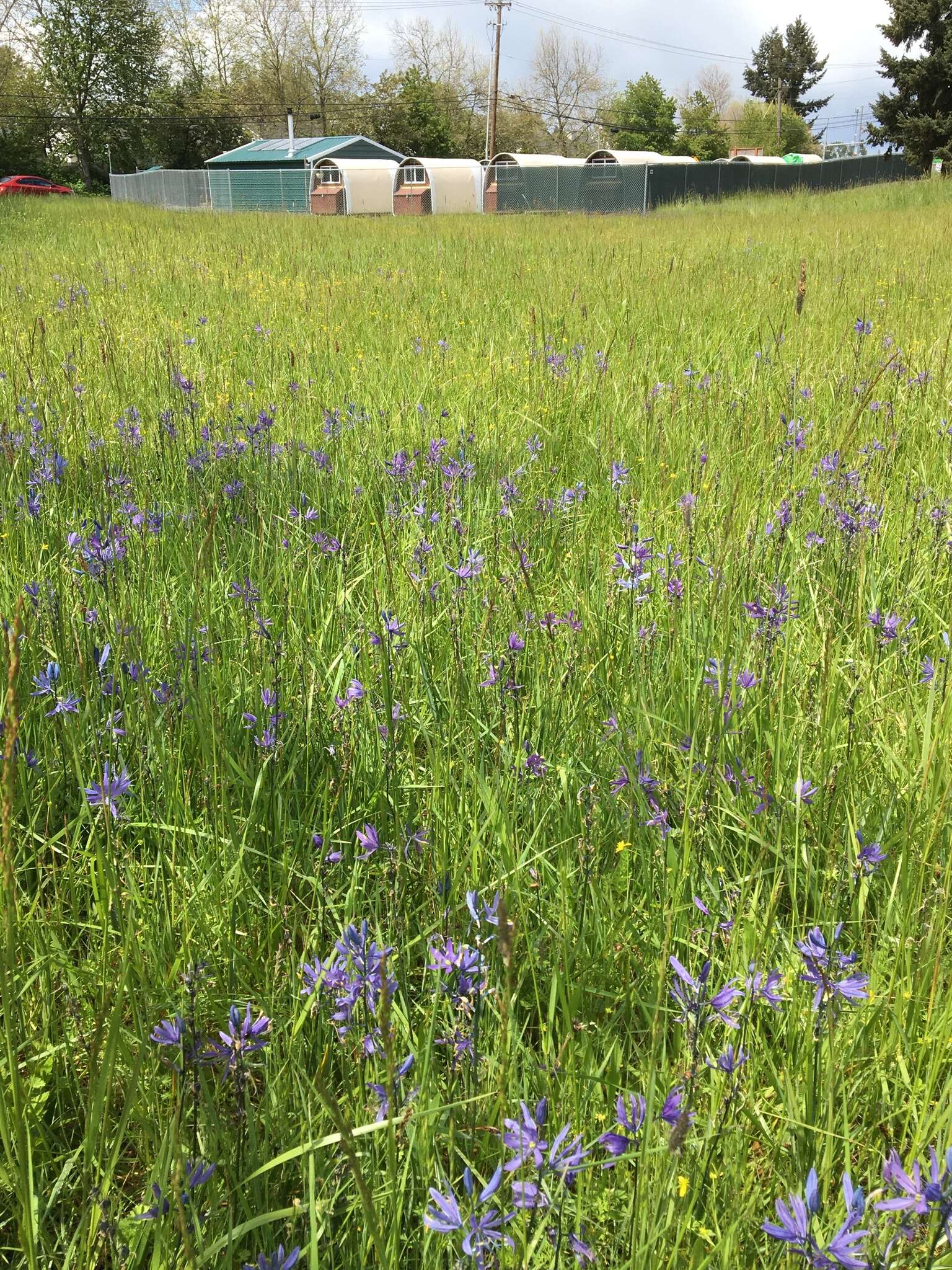 Image de Camassia quamash subsp. maxima Gould