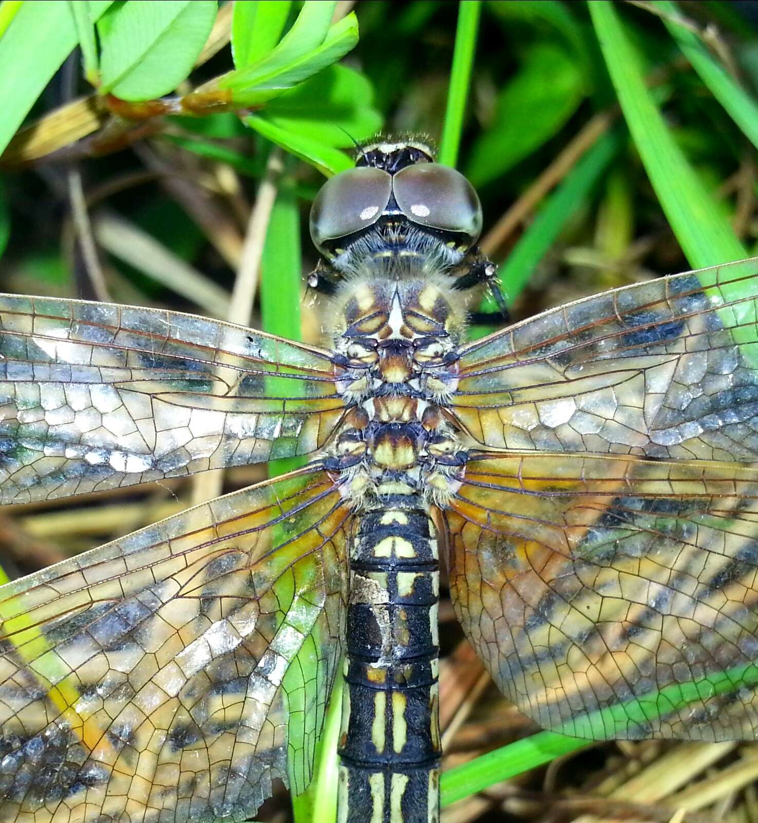 Image of Deielia phaon (Selys 1883)