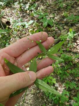 صورة Galium latifolium Michx.