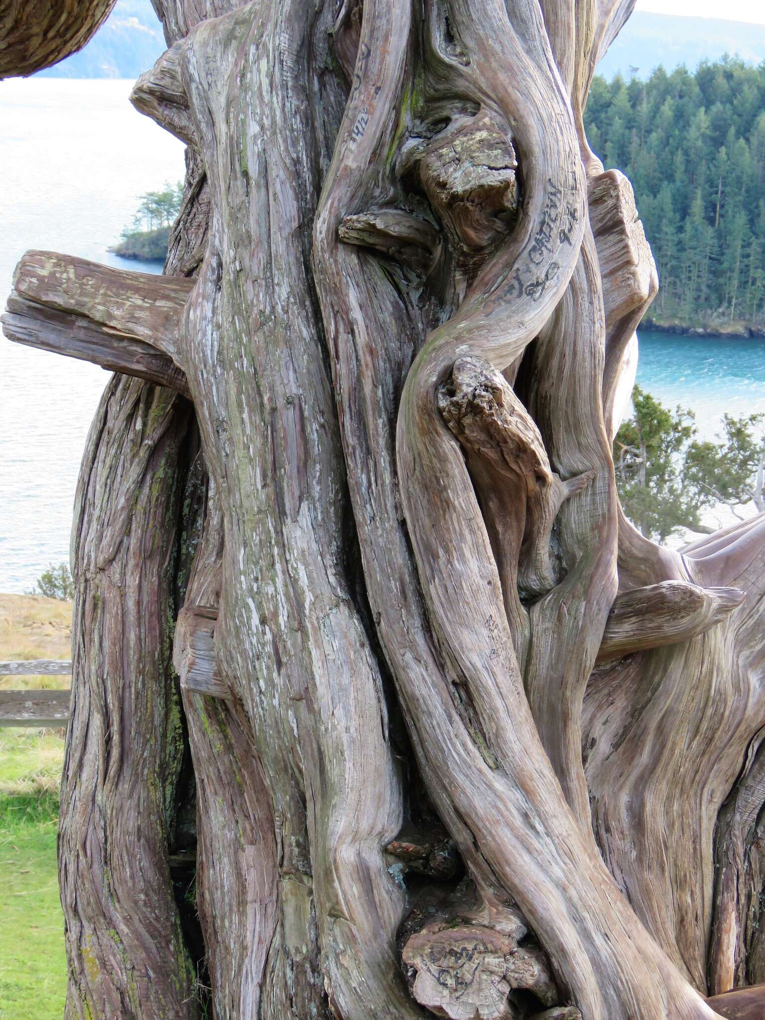 Image of Red-cedar