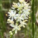 Image of coastal false asphodel