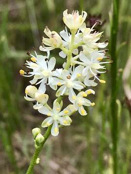 Image of coastal false asphodel