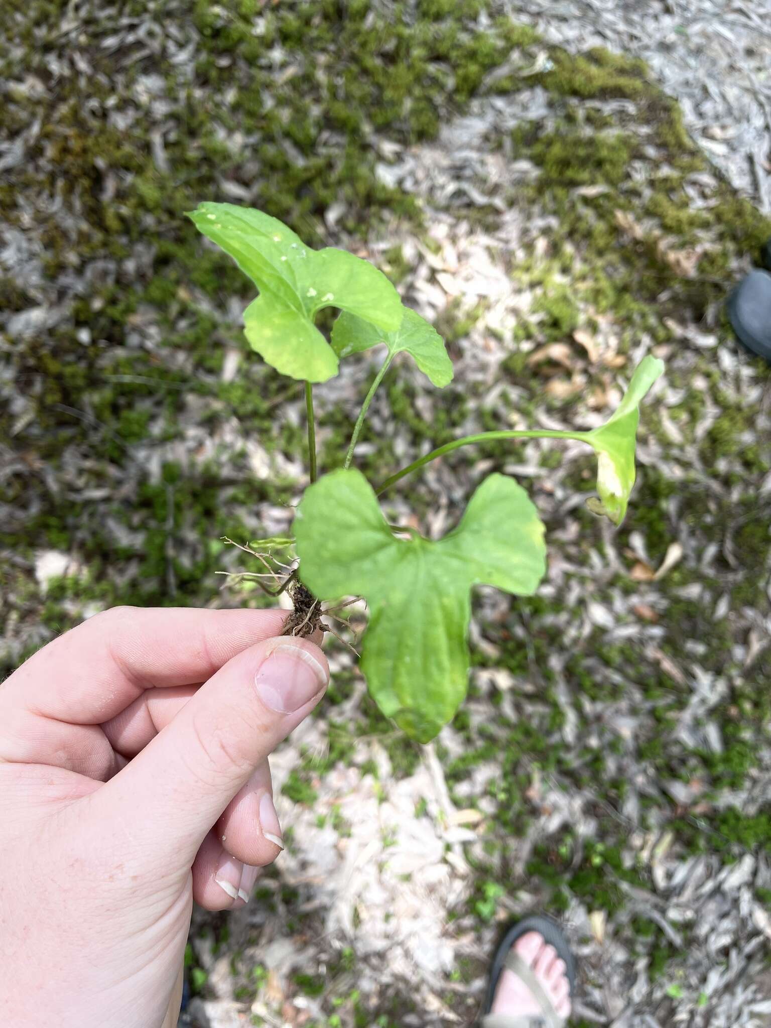 Viola edulis Spach resmi