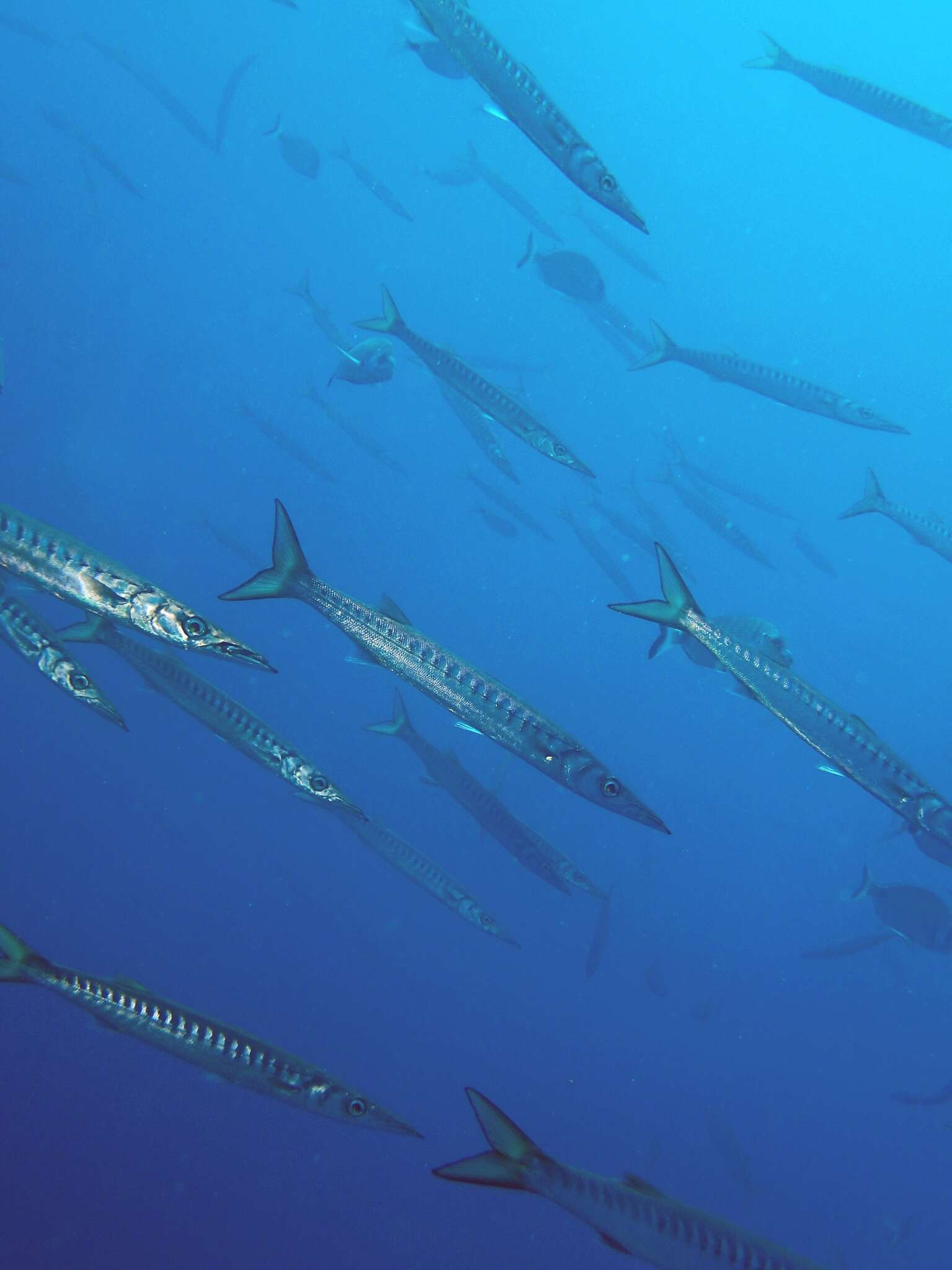 Image of Yellow Barracuda