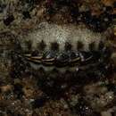 Image of spiny chiton
