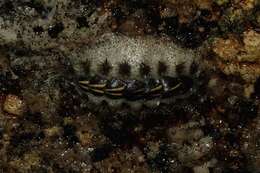 Image of spiny chiton