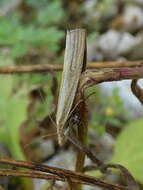 Image de Agriphila tristellus