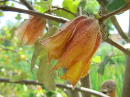 Image of California flannelbush